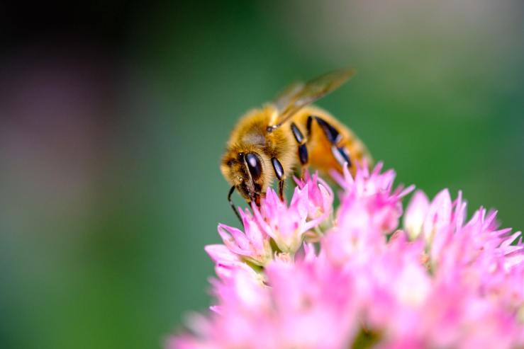 photographie d'abeilles