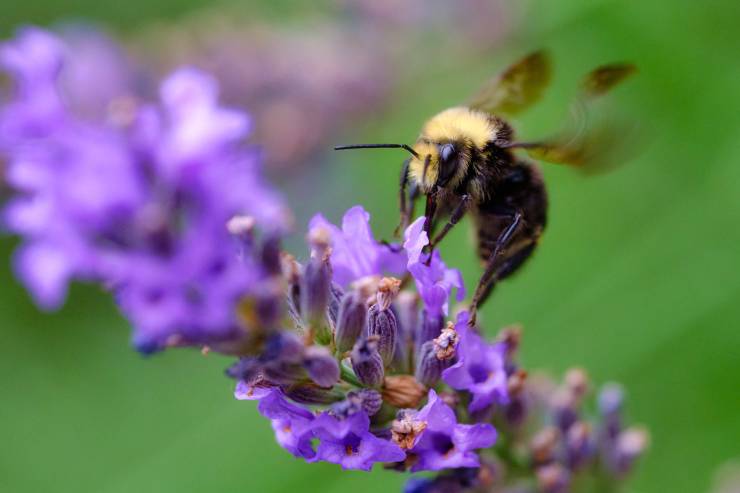 photographie d'abeilles