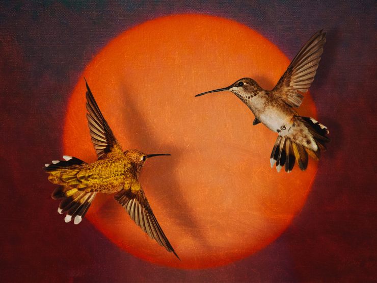Art de colibri basé sur l'objectif d'image finale