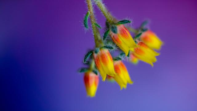 Comment-jai-obtenu-la-photo-Fleur-de-cactus-en